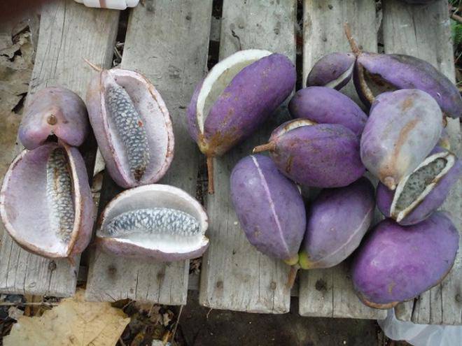 Loại quả amp;#34;tím lịmamp;#34; trông như xoài nhưng bên trong lại giống chuối, thì ra là đặc sản nổi tiếng amp;#34;hiếm có khó tìmamp;#34; - 2
