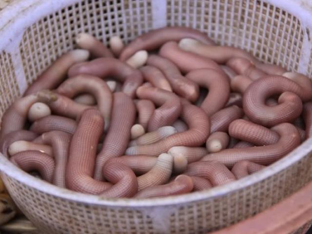 Con vật nhìn như giun đất nhưng là đặc sản một vùng, từng quý hiếm chỉ dùng để tiến vua