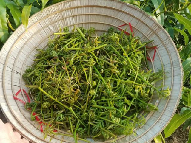 Xưa nghèo ăn thứ rau dại này chống đói, nay thành đặc sản ở nhà hàng, làm nhiều món ngon