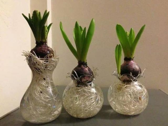 Cây thủy sinh trồng một thời gian sẽ thối gốc, còi cọc, làm theo cách này lá mọc xanh um