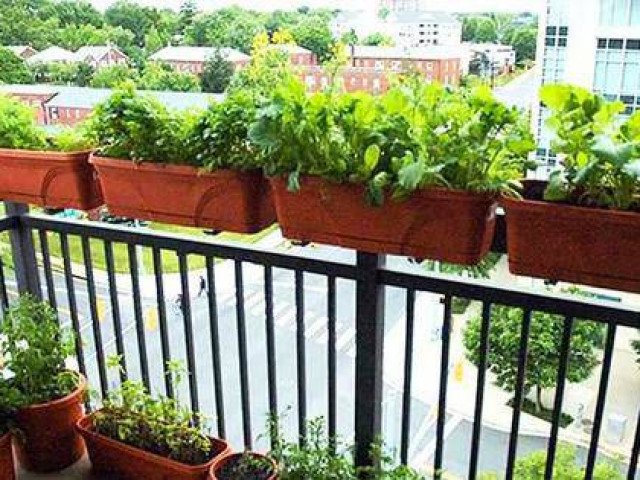 Cách làm vườn rau trong căn hộ chung cư mùa dịch