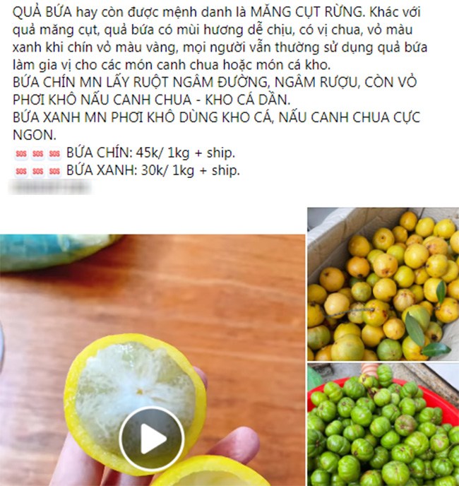 Loại quả dại xưa chín rụng đầy gốc, nay thành đặc sản vừa ngon vừa lạ bán kiếm amp;#34;bộn tiềnamp;#34; - 5