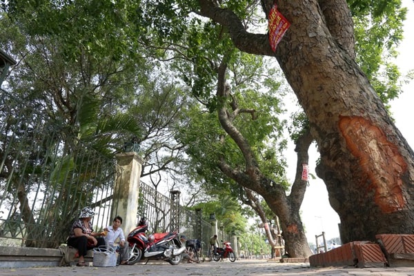 Những cây xanh đẹp trồng trong nhà, văn phòng, đô thị hoặc để bàn - 20