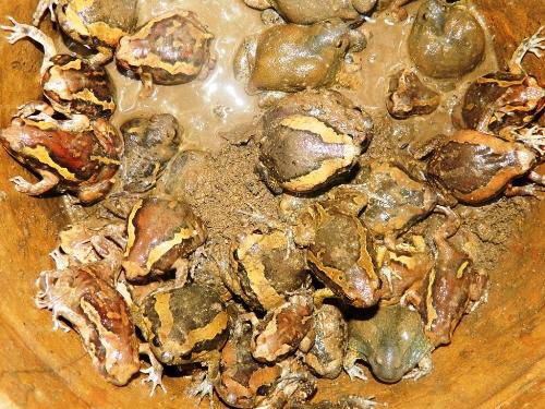 Ếch òn là loài động vật lưỡng cư, sống trong đồi cát hay dưới chân núi.