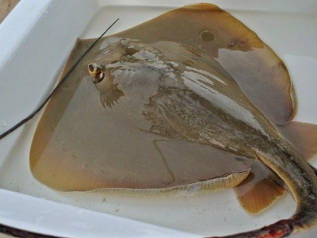 Loài cá trông kì dị, có thể chế biến nhiều món ngon nhưng đặc biệt vẫn là món này
