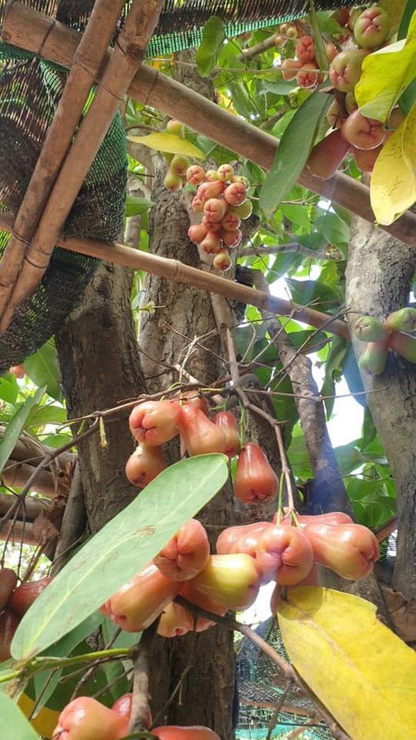 Kiwi Ngô Mai Trang đưa con về nhà vườn lánh dịch, không gian xanh mướt như ở quê - 5