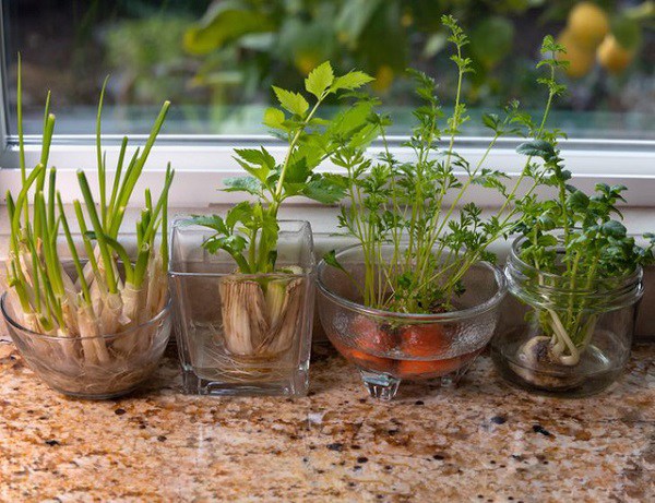 Những cách biến cửa sổ nhà thành khu vườn gia vị, không tốn tiền vẫn có rau ăn - 1