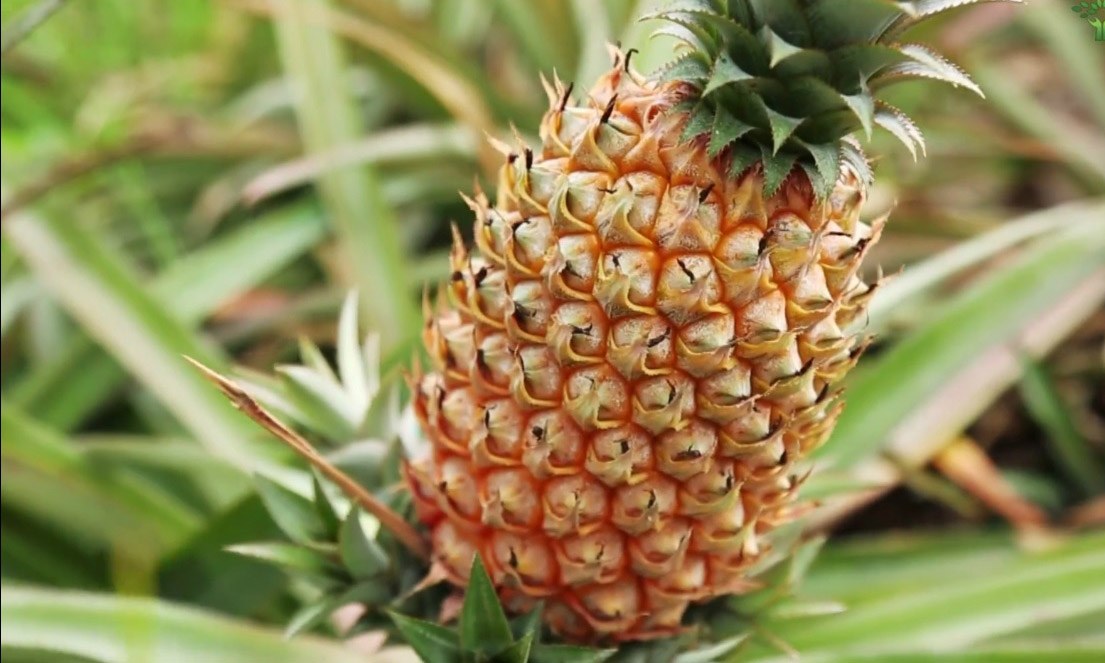 5 món ngon đặc sản Hậu Giang mua về làm quà! - 3