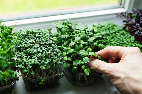 Những cách biến cửa sổ nhà thành khu vườn gia vị, không tốn tiền vẫn có rau ăn - 7