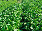 Tiêu dùng - Giá rau còn 1.000 đồng/kg, thương lái thờ ơ, dân trồng chán không muốn bán