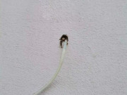 Tin tức - Thấy mùi lạ trong nhà và lỗ hổng trên tường, người đàn ông phát hiện tội ác của hàng xóm