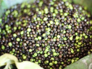 Tiêu dùng - Loại quả xưa rụng không ai nhặt, nay là đặc sản hiếm 300.000 đồng/kg, nhà hàng săn lùng