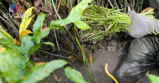 Rau móp gai giờ đặc sản nổi tiếng được nhà giàu săn lùng, làm được ...