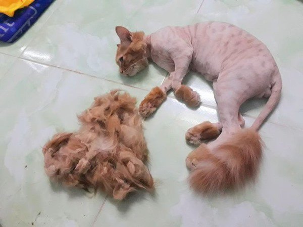 Chú mèo úp mặt vào tường, sang chấn tâm lý trầm trọng vì bị cạo trụi lông - 10