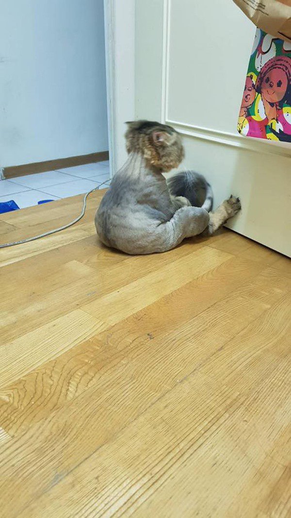 Chú mèo úp mặt vào tường, sang chấn tâm lý trầm trọng vì bị cạo trụi lông - 1
