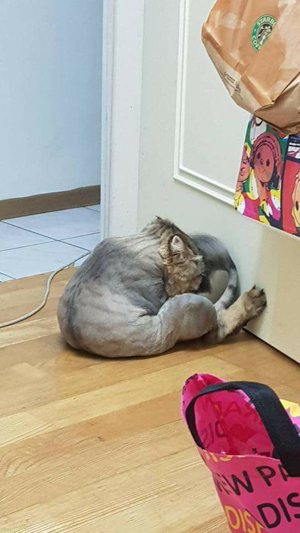 Chú mèo úp mặt vào tường, sang chấn tâm lý trầm trọng vì bị cạo trụi lông - 3