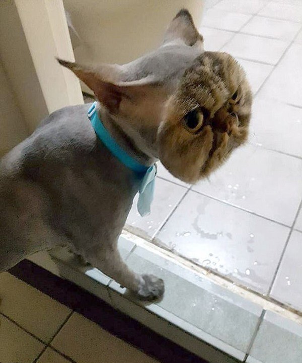 Chú mèo úp mặt vào tường, sang chấn tâm lý trầm trọng vì bị cạo trụi lông - 7