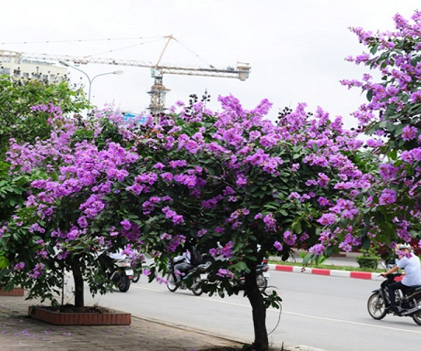 Cây Bằng Lăng: Đặc điểm, phân loại, ý nghĩa và cách trồng - 3