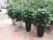 Nhà đẹp - Cây Hạnh Phúc: Ý nghĩa, cách trồng và cách chăm sóc