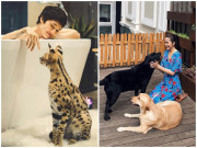 Nhà đẹp - Thú cưng sang chảnh của sao Việt: Tăng Thanh Hà chi trăm triệu, mèo của Bảo Anh nửa tỷ