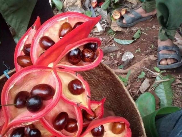 Xưa rụng đầy gốc không ai nhặt, loại quả này giờ là đặc sản 100.000 đồng/kg, nhiều người săn lùng