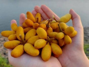 Xem ăn chơi - Loại cây dại trên rừng không ngờ lại cho hoa thơm lừng, quả rất ngọt lại tốt cho sức khỏe