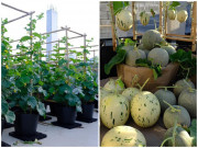 Nhà đẹp - 9X Đà Nẵng tự tay đóng gỗ làm chậu, sân thượng giờ xum xuê trái, dưa mọc kín sân