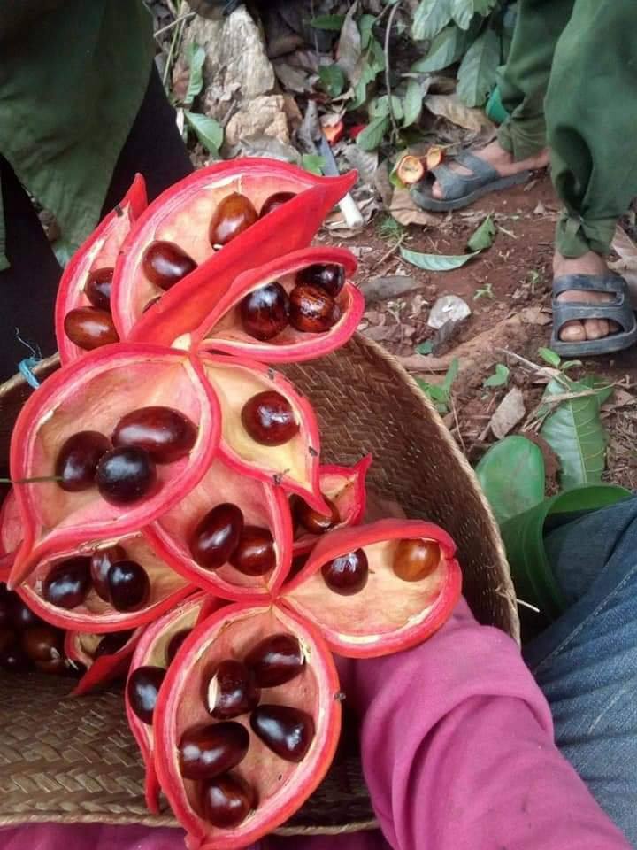 Loại quả rừng có tên lạ lẫm giờ là đặc sản 100.000 đồng/kg, bán đầy ...