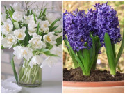 Nhà đẹp - Không được đặt những loại hoa này trên ban công, đẹp nhưng không tốt