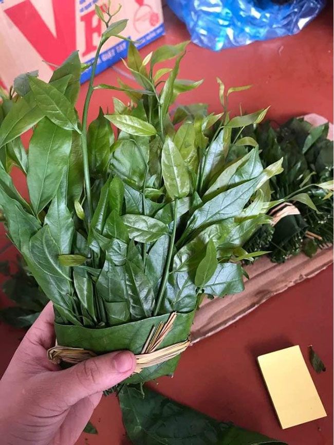 Loại rau ngót đặc sản giá lên tới 200.000/kg, nhiều người chi tiền mua về ăn thử - 2