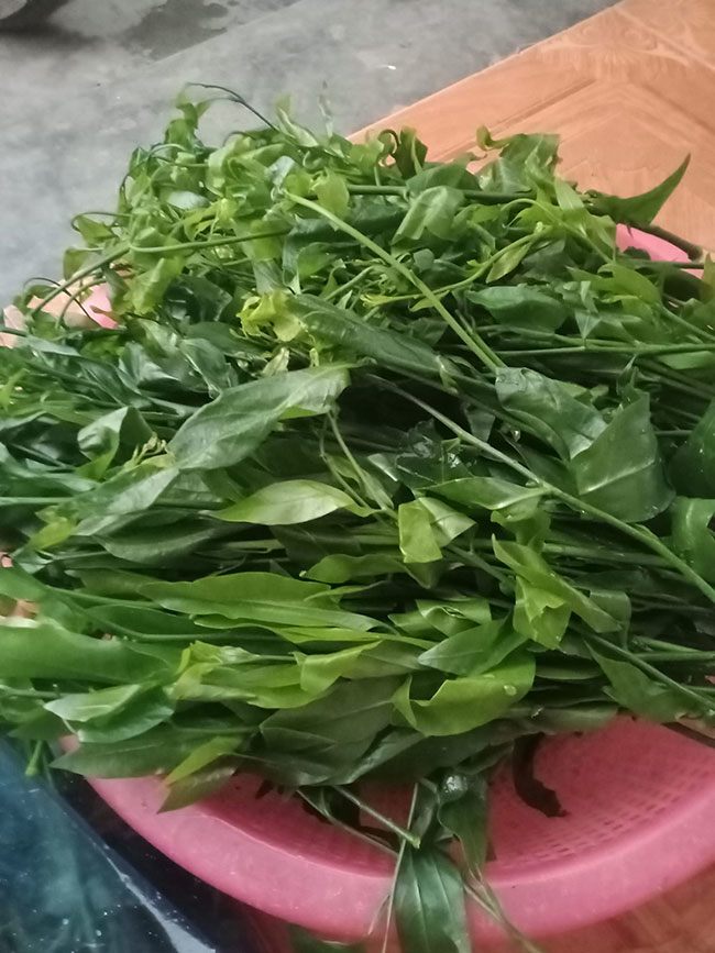 Rau ngót bán ở chợ chủ yếu là rau ngót do người dân trồng, còn rau ngót hái ở rừng thì khá hiếm