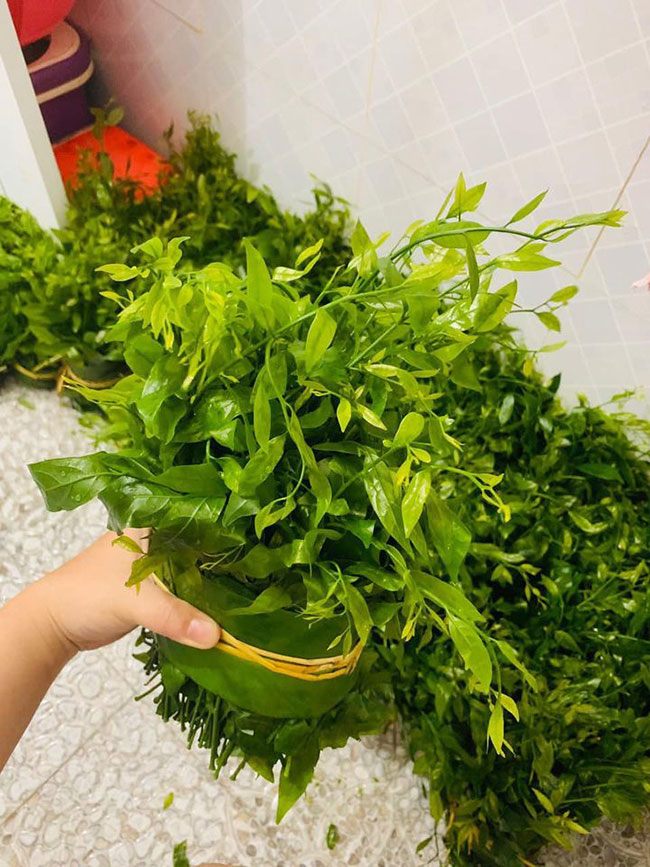 Rau ngót rừng là đặc sản được người dân thành phố ưa chuộng