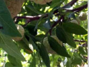 Tiêu dùng - Loại na từng bị "thất sủng" nay là đặc sản hiếm 200.000 đồng/kg, chị em tìm mua khắp chợ