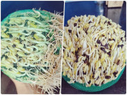 Mẹo hay nhà bếp - Ăn bưởi xong giữ lại túi lưới, 8X đem làm giá đỗ đen được mẻ ngon mập mạp bất ngờ