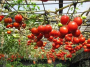 Nhà đẹp - 3 giống cây dễ trồng tại nhà, thu hoạch xong bán được giá cao