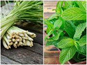 Nhà đẹp - Những loại cây đuổi kiến ba khoang ra khỏi nhà nhanh chóng, không cần hóa chất