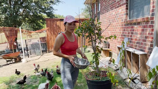 Ca sĩ Hồng Ngọc có vườn hàng nghìn mét vuông tại Mỹ, 2 năm không phải mua trứng gà - 6