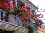 Nhà đẹp - Những quy tắc khi trồng cây trên ban công rất quan trọng nhưng không phải ai cũng biết