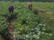 Tiêu dùng - Hàng nghìn tấn rau nằm ruộng, nông dân thấp thỏm đỏ mắt chờ người mua