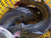 Tiêu dùng - Loại cá đặc sản từng tiến Vua ở Việt Nam đang được bán với giá siêu rẻ, chỉ 85.000 đồng/kg