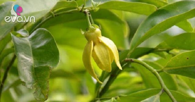 Hoa Móng Rồng: Đặc điểm, ý nghĩa, cách trồng và chăm sóc