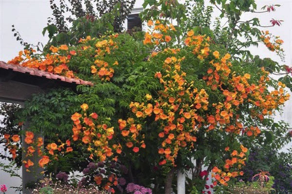 Hoa Lan Tiêu có thể trồng làm cây leo bám che phủ cho ngôi nhà của bạn