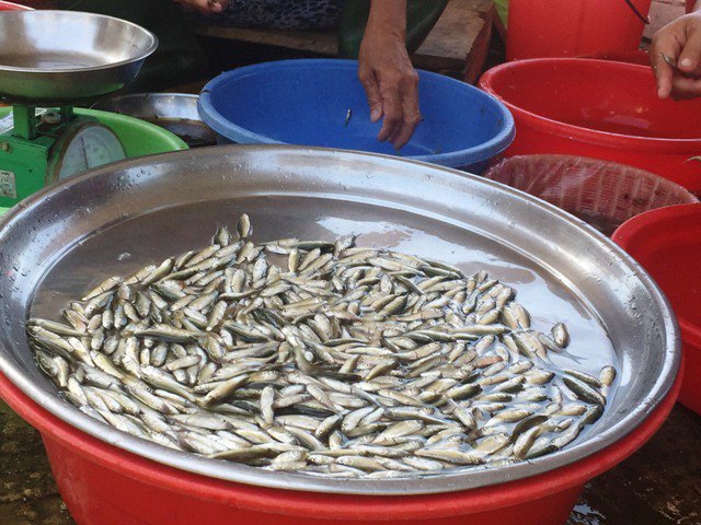 Loại cá xưa rẻ như bèo nhưng làm được đủ món ngon, trở thành đặc sản miền Tây - 2