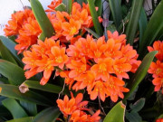 Nhà đẹp - Lan Quân Tử: Cách nhận biết, ý nghĩa và cách trồng