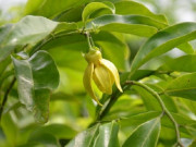 Nhà đẹp - Hoa Móng Rồng: Đặc điểm, ý nghĩa, cách trồng và chăm sóc