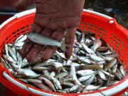 Xem ăn chơi - Loại cá xưa rẻ như bèo nhưng làm được đủ món ngon, trở thành đặc sản miền Tây