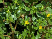 Xem ăn chơi - Xưa mọc đầy vườn không ai hái, giờ trở thành đặc sản được dân thành phố "lùng mua" ráo riết