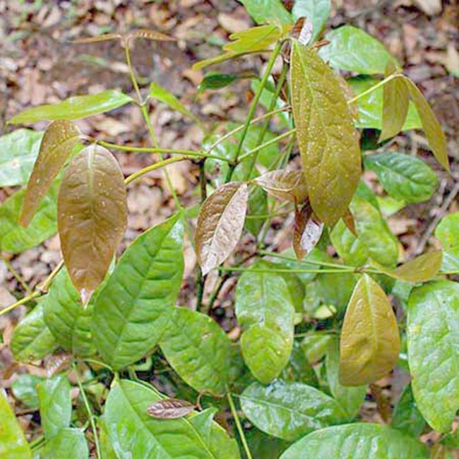 Xưa mọc bạt ngàn không ai thèm hái, nay là đặc sản nổi tiếng 150.000/kg được người giàu amp;#34;săn lùngamp;#34; - 1