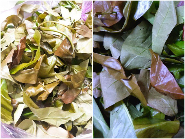 Xưa mọc bạt ngàn không ai thèm hái, nay là đặc sản nổi tiếng 150.000/kg được người giàu amp;#34;săn lùngamp;#34; - 3