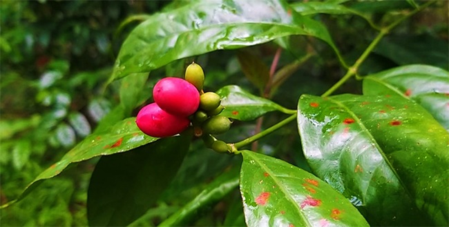 Xưa mọc bạt ngàn không ai thèm hái, nay là đặc sản nổi tiếng 150.000/kg được người giàu amp;#34;săn lùngamp;#34; - 2